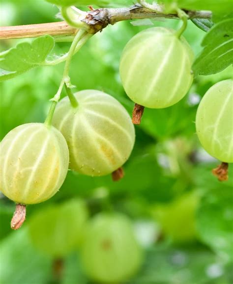 gooseberry plants for sale.